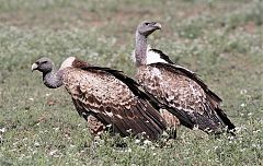 Rppell's Griffon